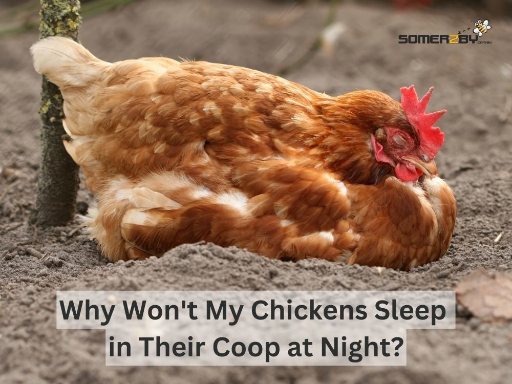 Why Won't My Chickens Sleep in Their Coop at Night?