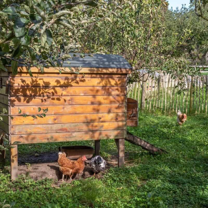 Why Won't My Chickens Sleep in Their Coop?