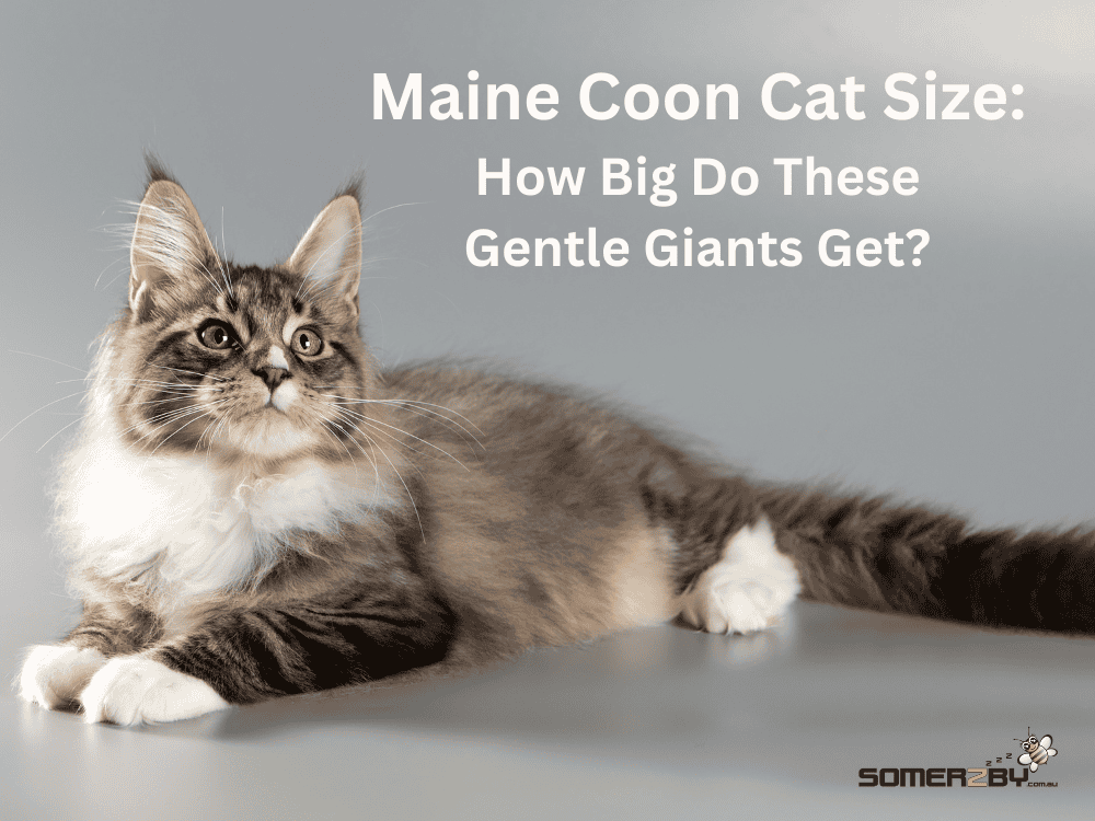 Maine Coon Cats Size- How Big Do These Gentle Giants Get?