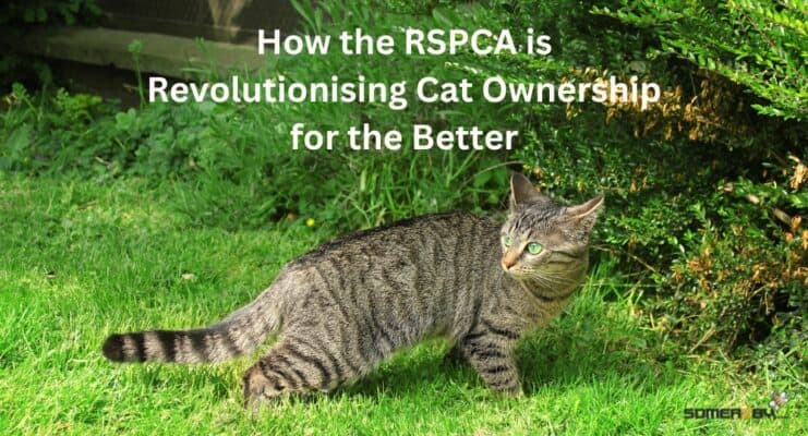 How the RSPCA is Revolutionising Cat Ownership for the Better