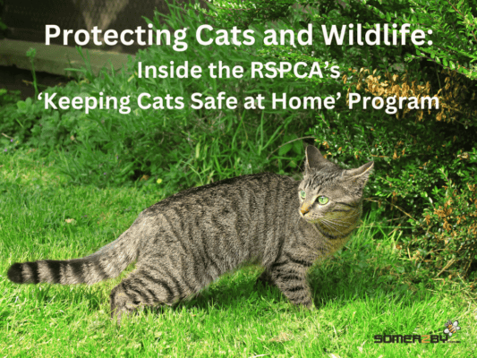 Protecting Cats and Wildlife - Inside the RSPCA's Keeping Cats Safe at Home Program