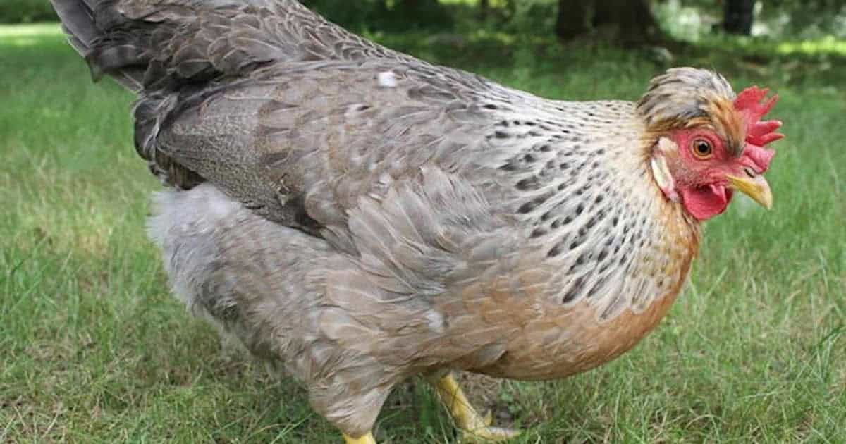 Cream Legbar Chicken