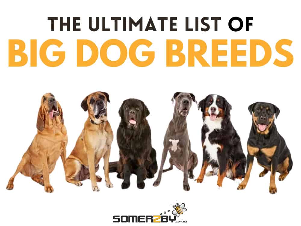Big dog breeds list hotsell