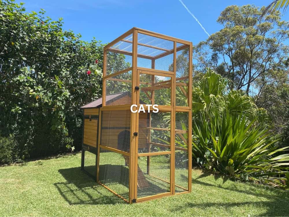 Cats