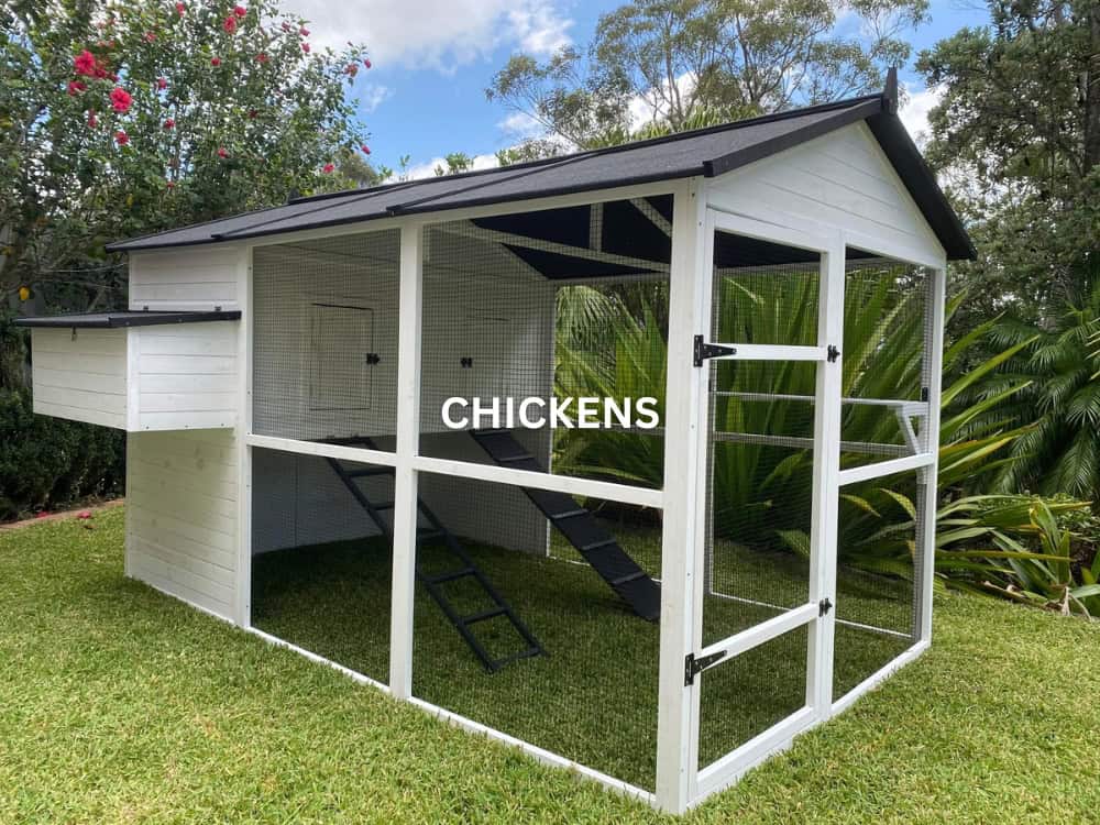 Chickens