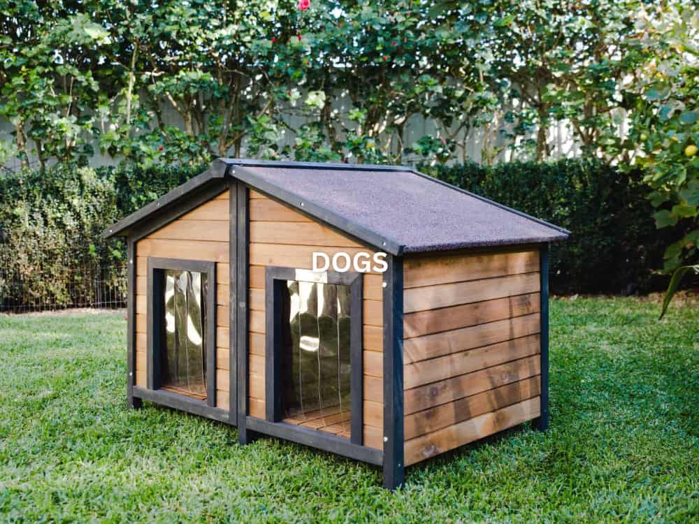 Dogs