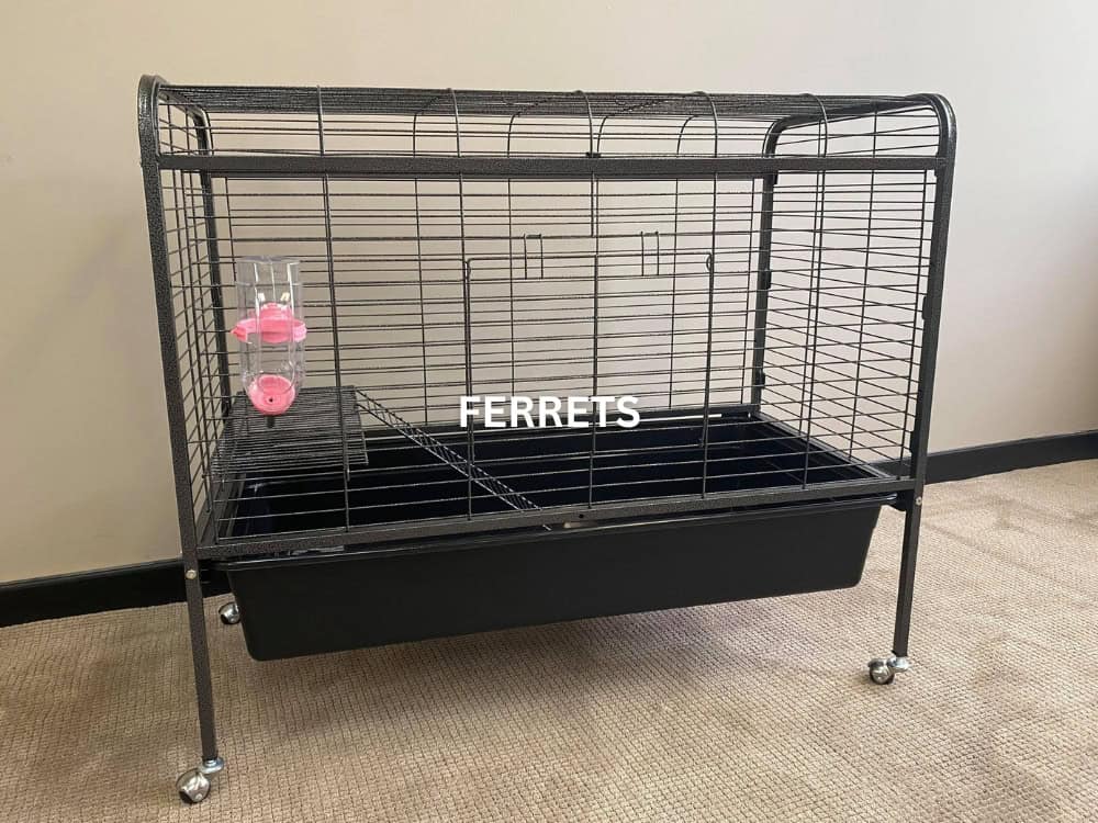 Ferrets
