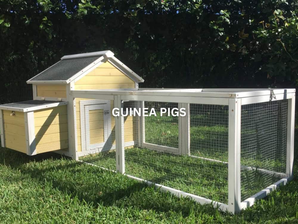 Guinea Pigs
