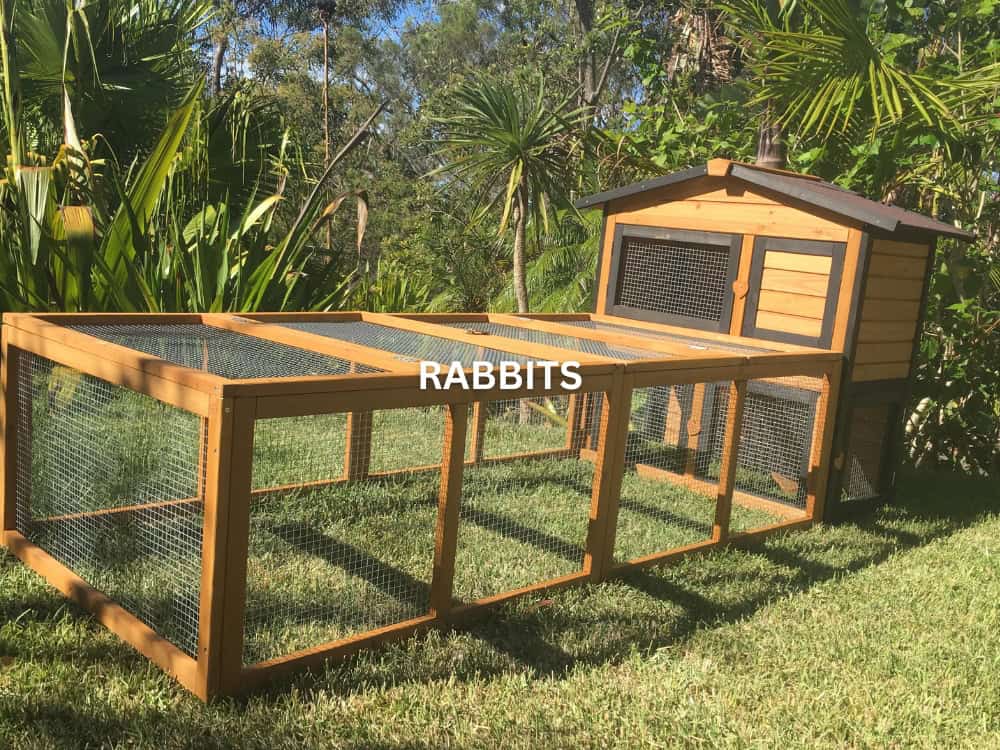 Rabbits