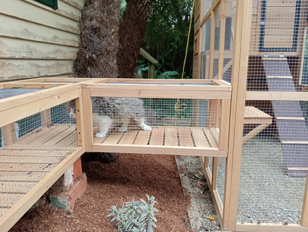 Bella Cat Tunnels to Heidi Cat Enclosure