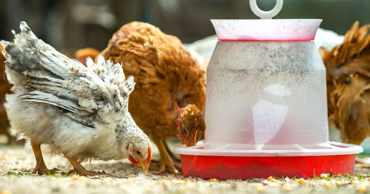 Contaminated Chicken Feed