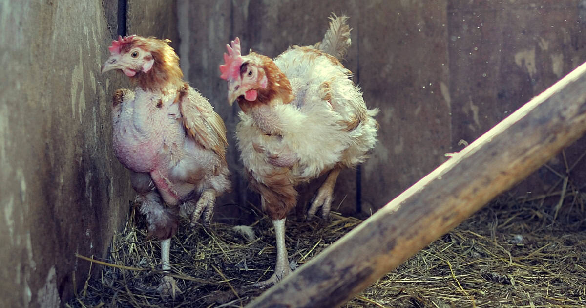 Moulting Chickens
