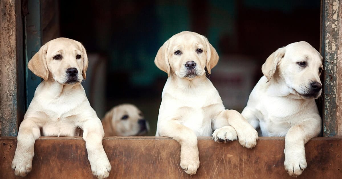 Benefits Of An Outdoor Dog House