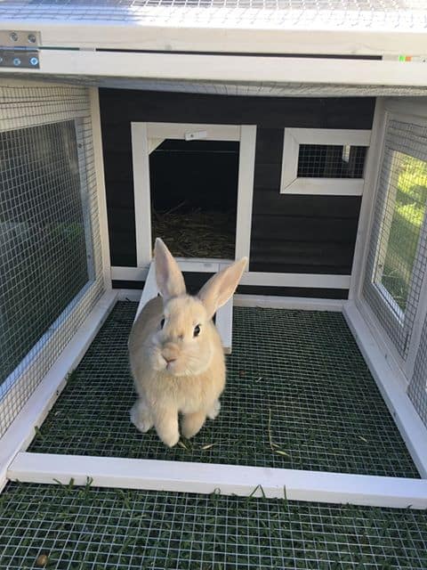 Rabbits