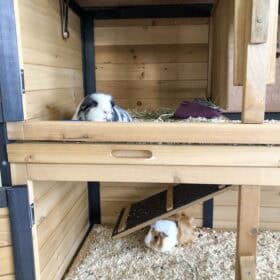 Guinea Pigs