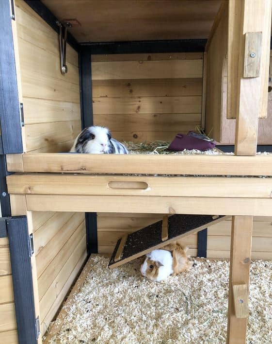 Guinea Pigs