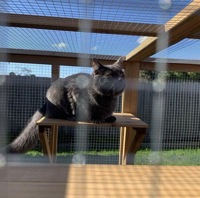 Cats