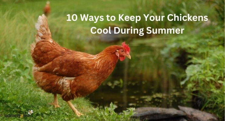 10 Ways to Keep Your Chickens Cool During Summer
