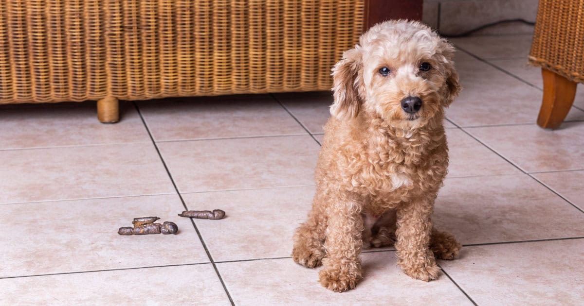 What is Coprophagia