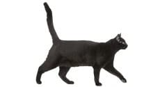 black cat