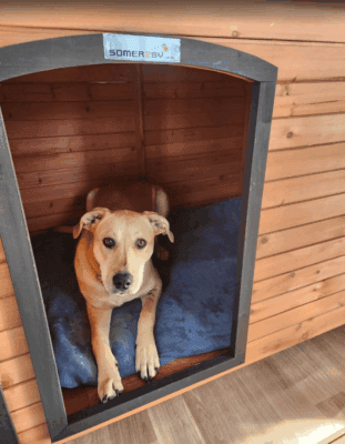 Customer photo - Haven Kennel