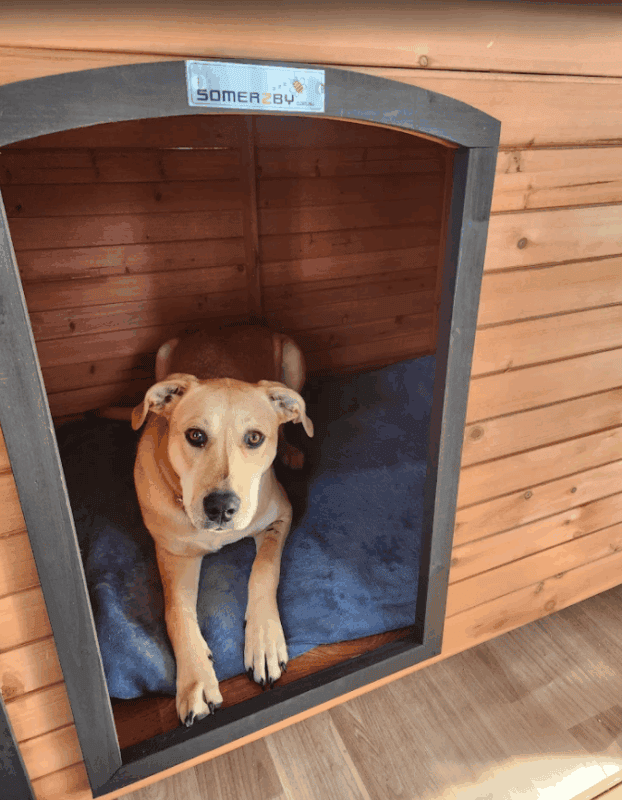 Customer photo - Haven Kennel