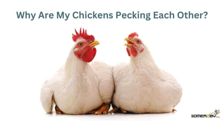 Why Are My Chickens Pecking Each Other