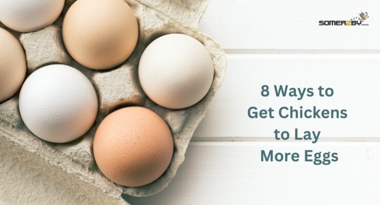 8 Ways to Get Chickens to Lay More Eggs