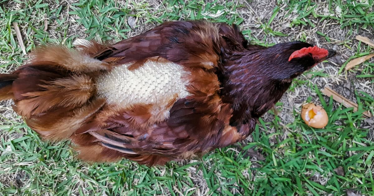 Chicken moulting on its back