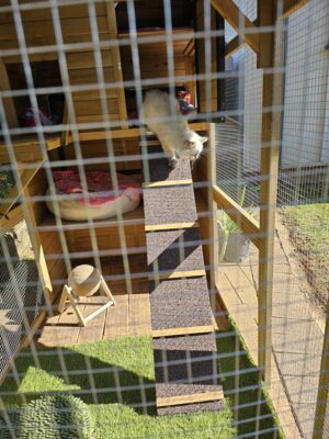 Heidi cat enclosure in a backyard with a cat