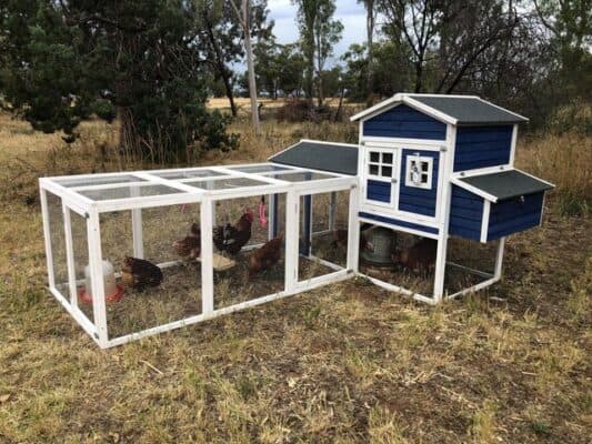 Charcoal Mansion with Run in a customer's backyard with chickens