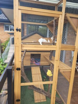 Stacey cat enclosure in a backyard with a cat