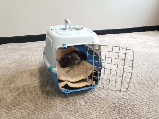 Two guinea pigs inside a plastic pet carrier with the door open.