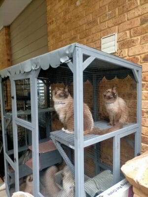Condo Cat Enclosure - Ashley W