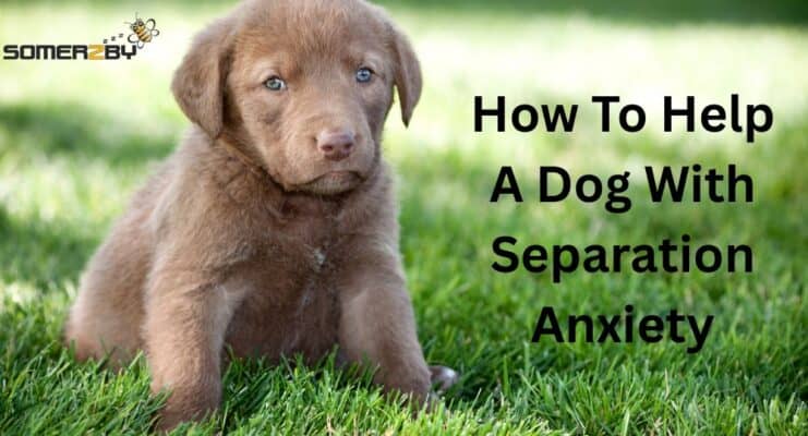 How to help dogs with Separation Anxiety