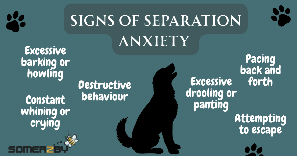 Signs that your dog has separation anxiety