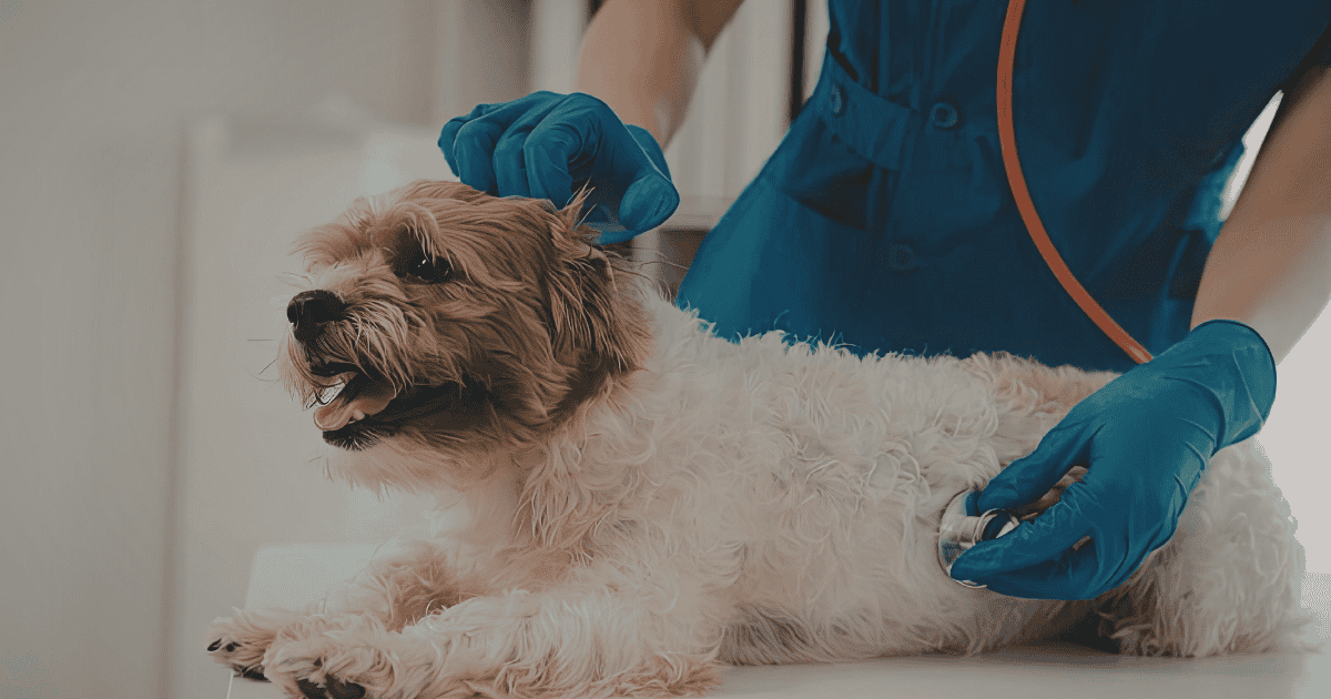Vet Help With Separation Anxiety