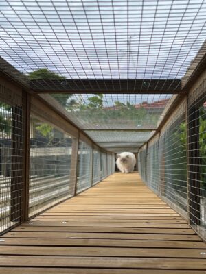 Cat walking inside Bella Tunnels