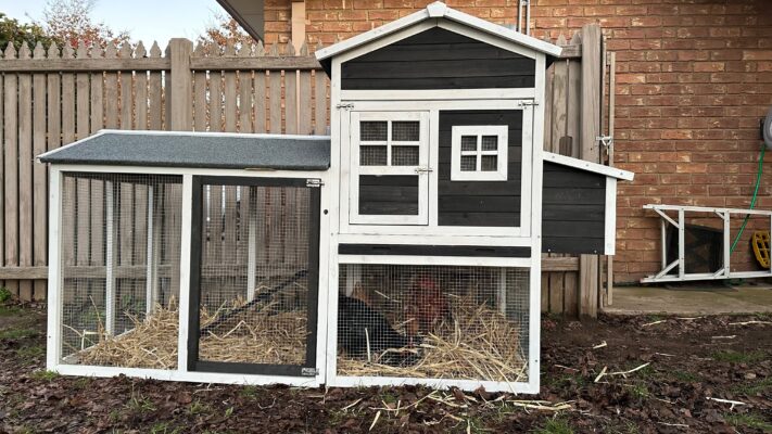 Charcoal Mansion Coop with hay and chickens inside