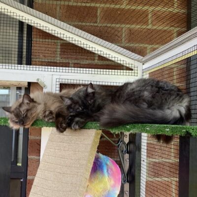 Two cats sleeping inside the Castle Cat Run
