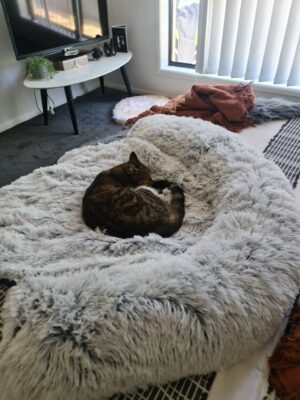 Customer photo - Large Marley Cat Bed