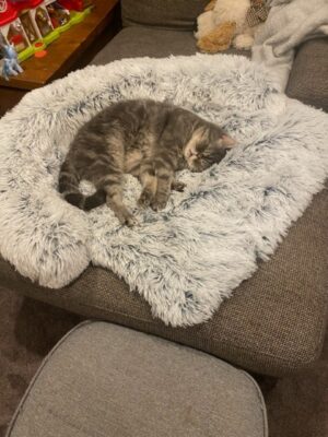 Customer photo - Medium Marley Cat Bed