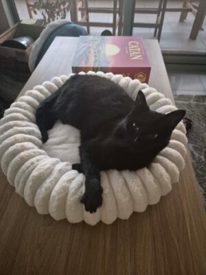 Cloe Cat Bed