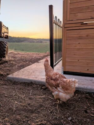 Homestead Coop