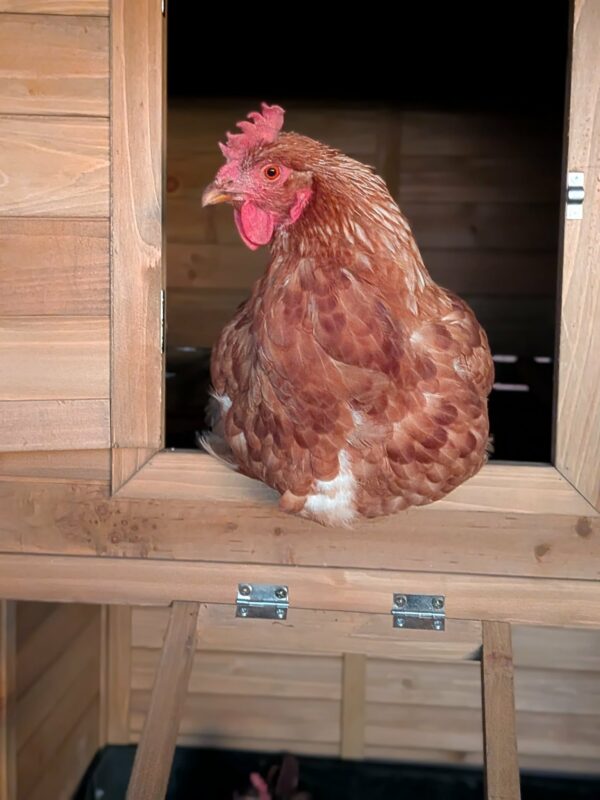 Homestead Coop