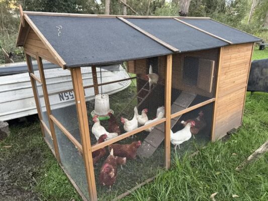 Customer photo Homestead on grass 10 chickens