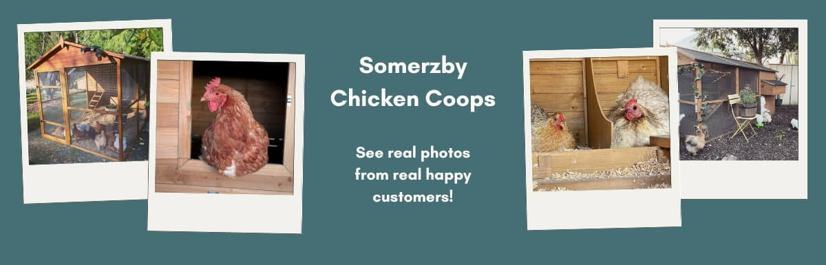 Chicken Coop Customer Photos - Web Banner